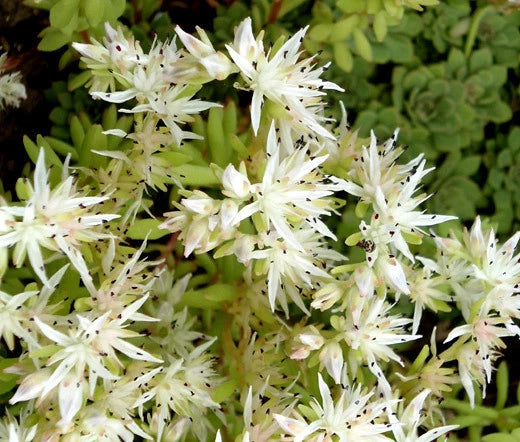 Sedum Cliff Stonecrop Sedum Glaucophyllum – Hardy Garden Flower Seeds