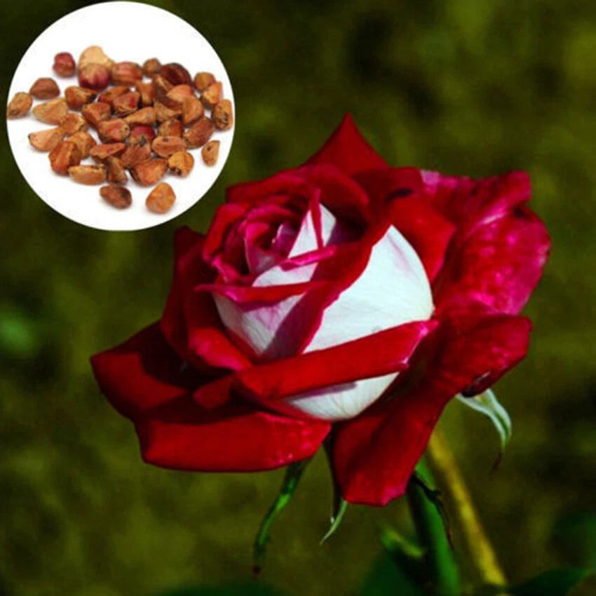Pcs Osiria Rose – Garden Flower Seeds for Planting