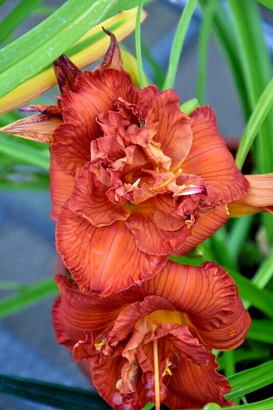 Orange You Lucky Daylily Hemerocallis – Hardy Perennial Flower Seeds