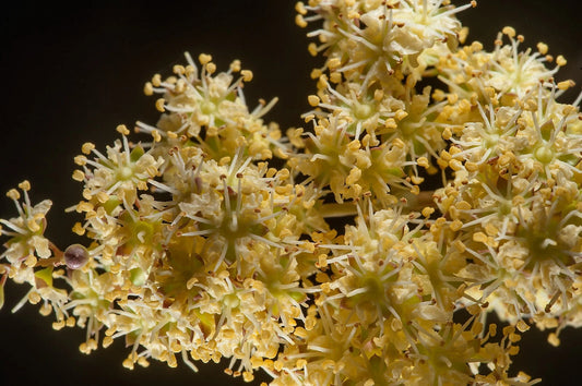 Lawsonia Inermis Seeds Flower Seeds for your garden