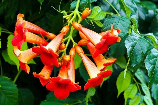 Red Trumpet Creeper Campsis Radicans Hummingbird Vine Seeds