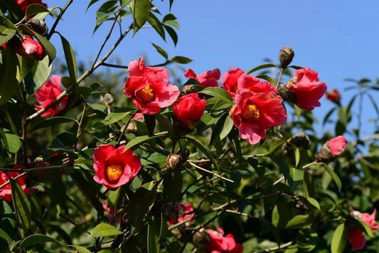 Camellia Chekiangoleosa Large Flower Seeds for Planting