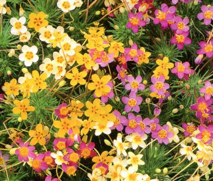 Leptosiphon Leptosiphon Hybrid – French Hybrid Mixed Color Flower Seeds