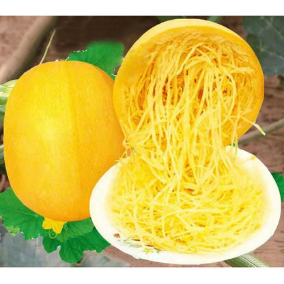 Spaghetti Squash Vegetable Garden Seeds