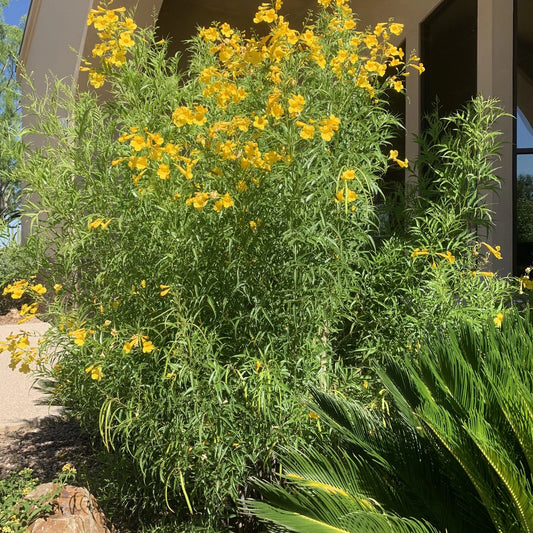 Tecoma Stans – Arizona Yellow Bells Esperanza Garden Flower Seeds
