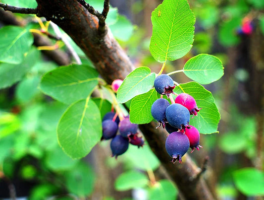 Saskatoon Serviceberry Amelanchier Alnifolia Hardy Fruit Tree Seeds