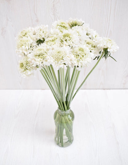 White Scabiosa Pincushion Flower – Perennial Garden Flower Seeds