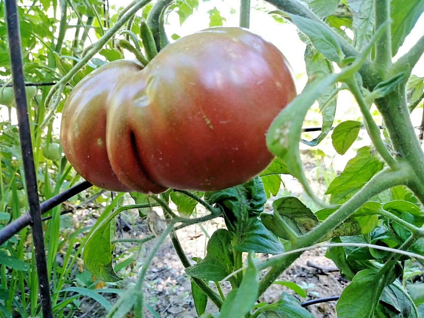 Black from Tula Tomato – Heirloom Vegetable Garden Seeds