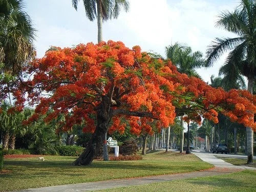 Delonix Regia Red Royal Flowering Poinciana Tree Seeds