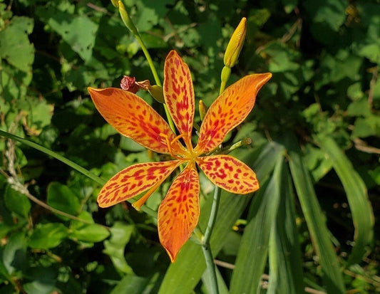 Blackberry Lily Iris Domestica Leopard Flower Perennial Seeds