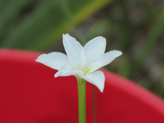 Rain Lily Zephyranthes Chlorosolen – Perennial Garden Flower Seeds