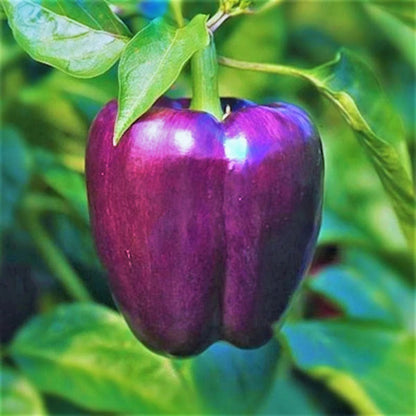 Bohemian Baron Pepper – Purple Bell Vegetable Garden Seeds