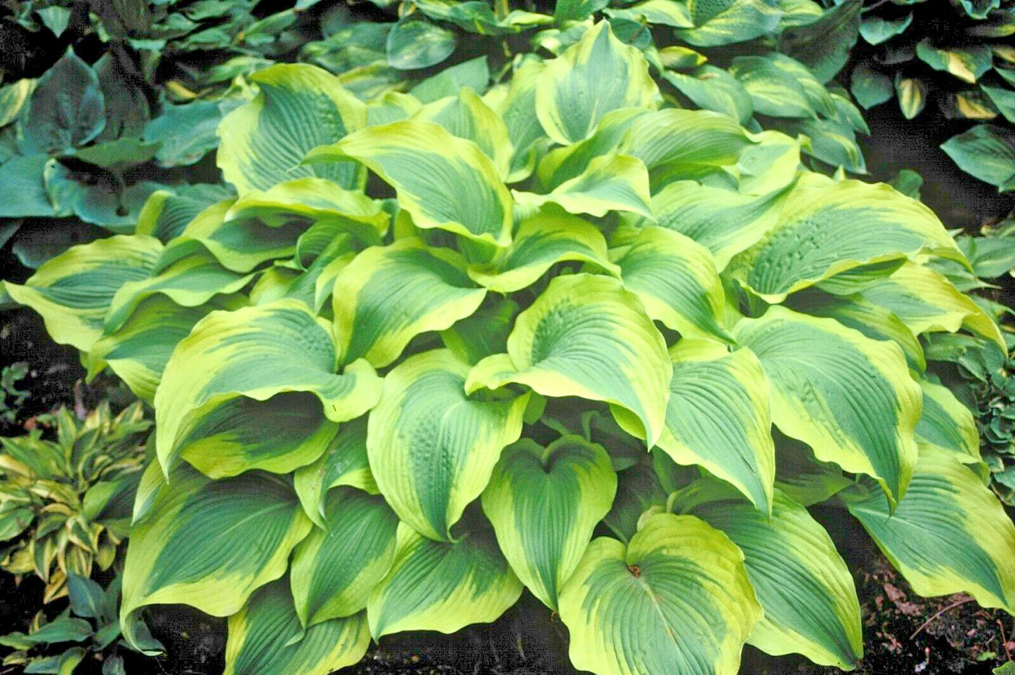 Atlantis Hosta Hosta Sieboldiana – Perennial Garden Flower Seeds