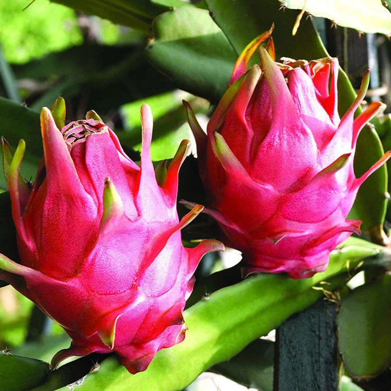 Dragon Fruit Seeds – Tropical Fruit Seeds for Planting
