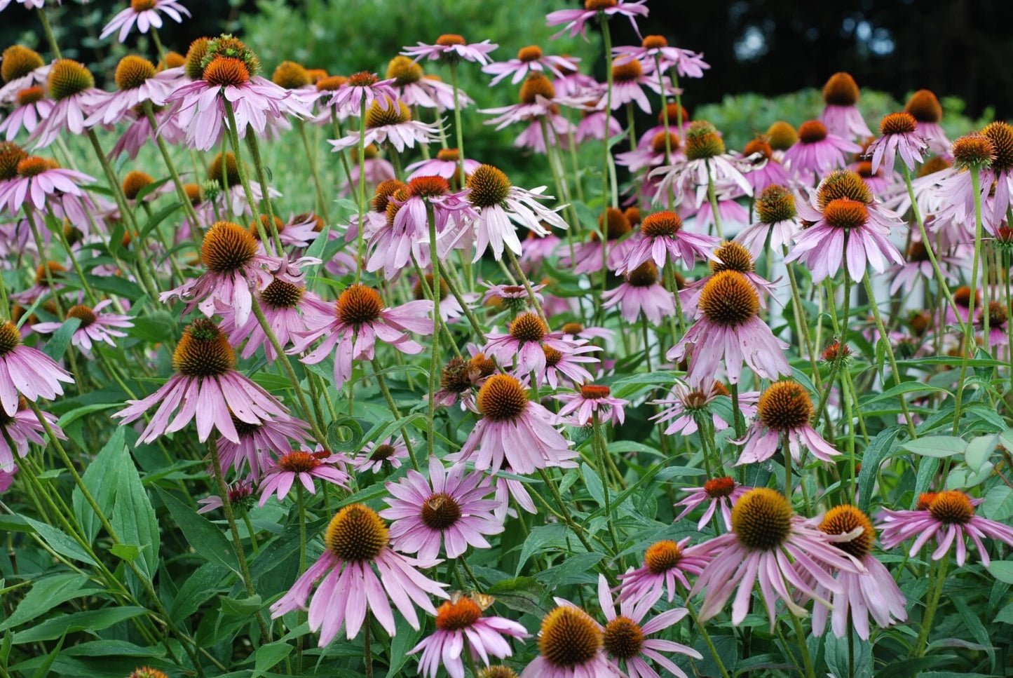 Purple Coneflower Echinacea Purpurea Perennial Flower Seeds