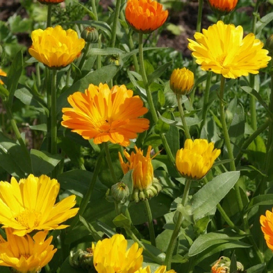 Calendula Officinalis – Pot Marigold Flower Seeds