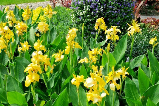 Yellow Cannova Canna – Colorful Perennial Flower Seeds