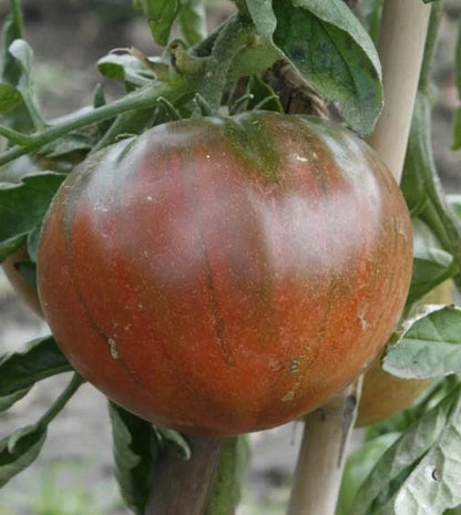 Huge Gourmet Black – Garden Vegetable Seeds