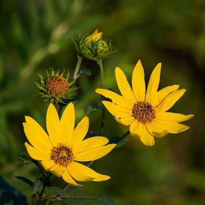 Sawtooth Sunflower – Colorful Wildflower Garden Seeds