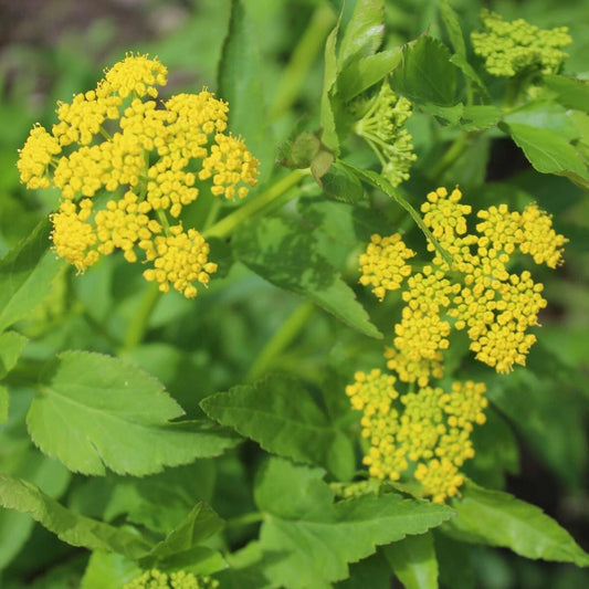 Heart Leaf Golden Alexanders – Colorful Wildflower Seeds