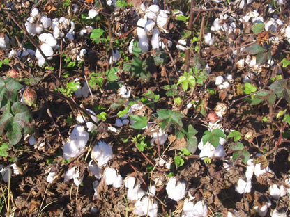 Upland Cotton Gossypium Hirsutum – Ornamental Garden Seeds