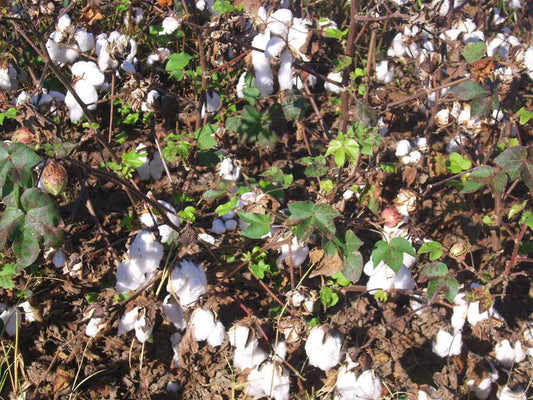 Upland Cotton Gossypium Hirsutum – Ornamental Garden Seeds