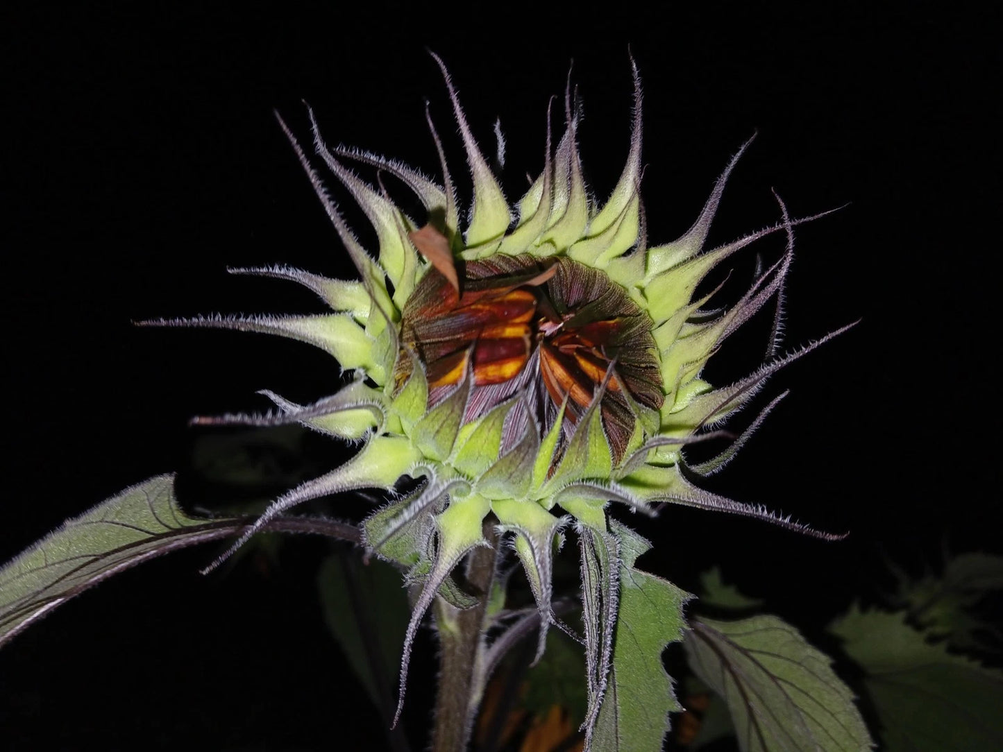 Velvet Queen Sunflower – Large Bloom Flower Seeds