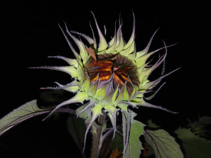 Velvet Queen Sunflower – Large Bloom Flower Seeds
