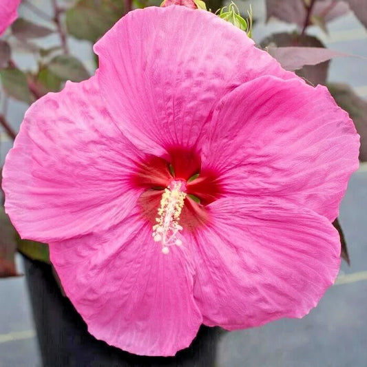Head Over Heels Passion Hibiscus Hibiscus Syriacus Colorful Garden Flower Seeds