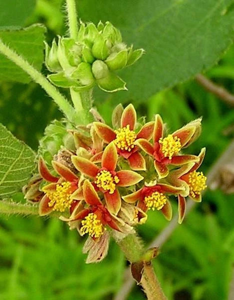 Grewia Villosa Edible Mallow Raisin Shrub Seeds