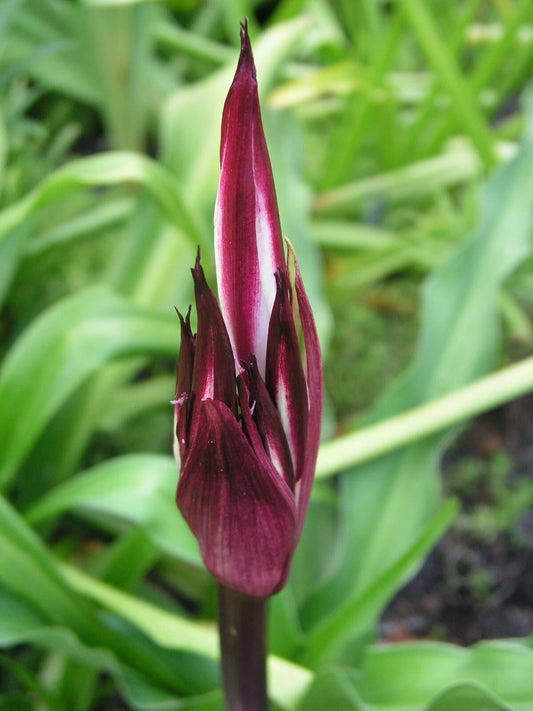 Crinum Lily Zeylanicum Species Medium-Size Bulb New
