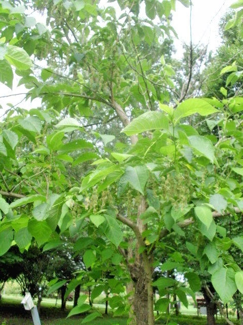 Fragrant Epaulette Tree Pterostyrax Hispida Flowering Tree Garden Seeds