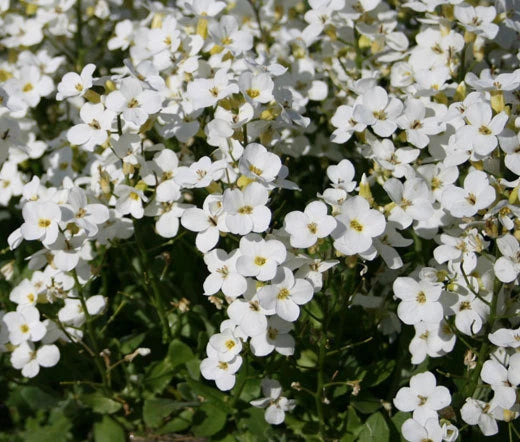 Arabis Wall Rock Cress White Arabis Alpina Caucasica – Hardy Garden Flower Seeds