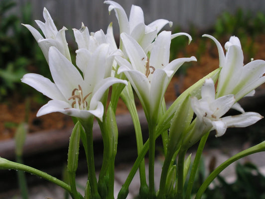 Crinum Lily Bulbispermum Album White Oak Large-size Bulb New - Flower