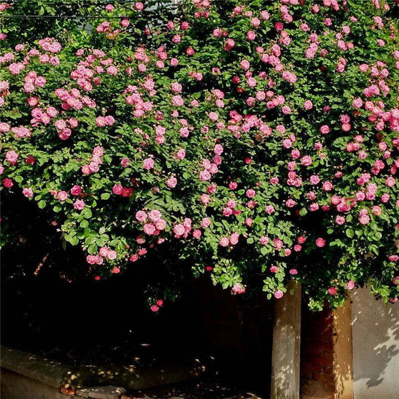 Climbing Rose Seeds – Climbing, Perennial Flower Seeds for Planting