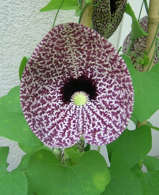 Aristolochia Littoralis Calico Dutchman’s Pipe Vine Seeds