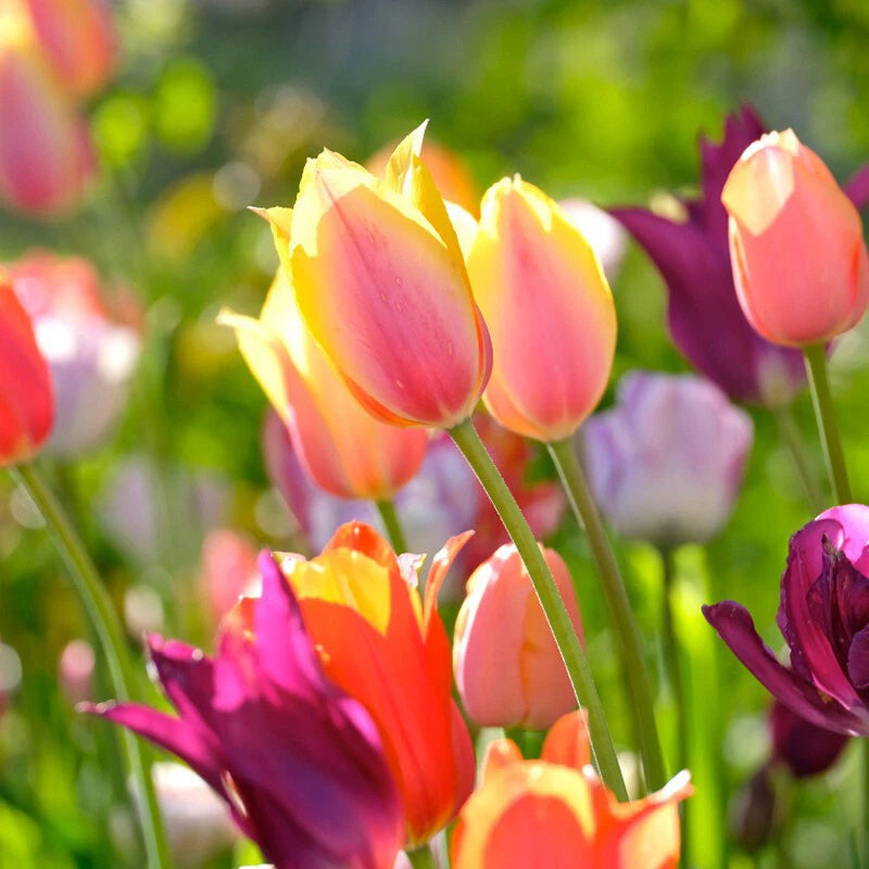 Tulip Perennial Garden Flower Seeds
