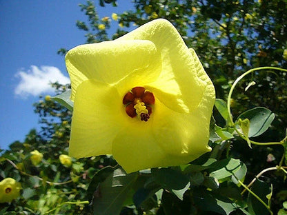 Yellow Hibiscus Talipariti Hamabo Bright Garden Flower Seeds