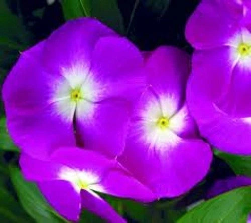 Orchid Vinca Periwinkle – Annual Flower Seeds for Planting