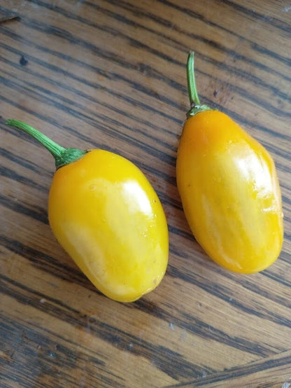 Honey Badger Manzanorocoto – Garden Vegetable Seeds