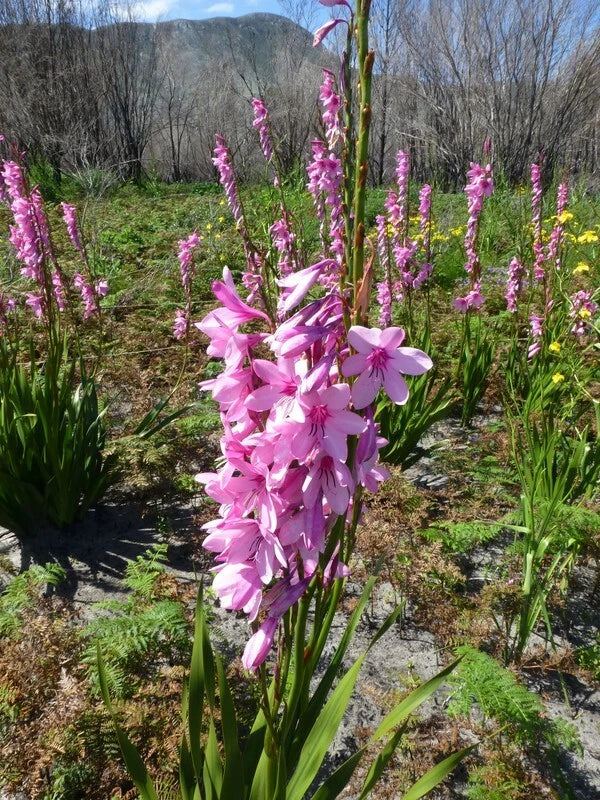 Watsonia Borbonica pink Seeds Fragrant Cape Bugle Lily Category eg, Flower Seeds