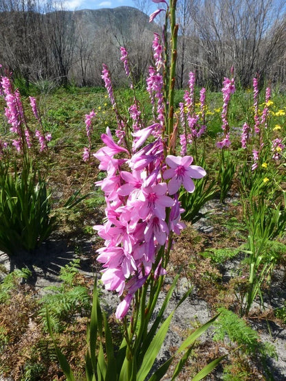 Watsonia Borbonica pink Seeds Fragrant Cape Bugle Lily Category eg, Flower Seeds