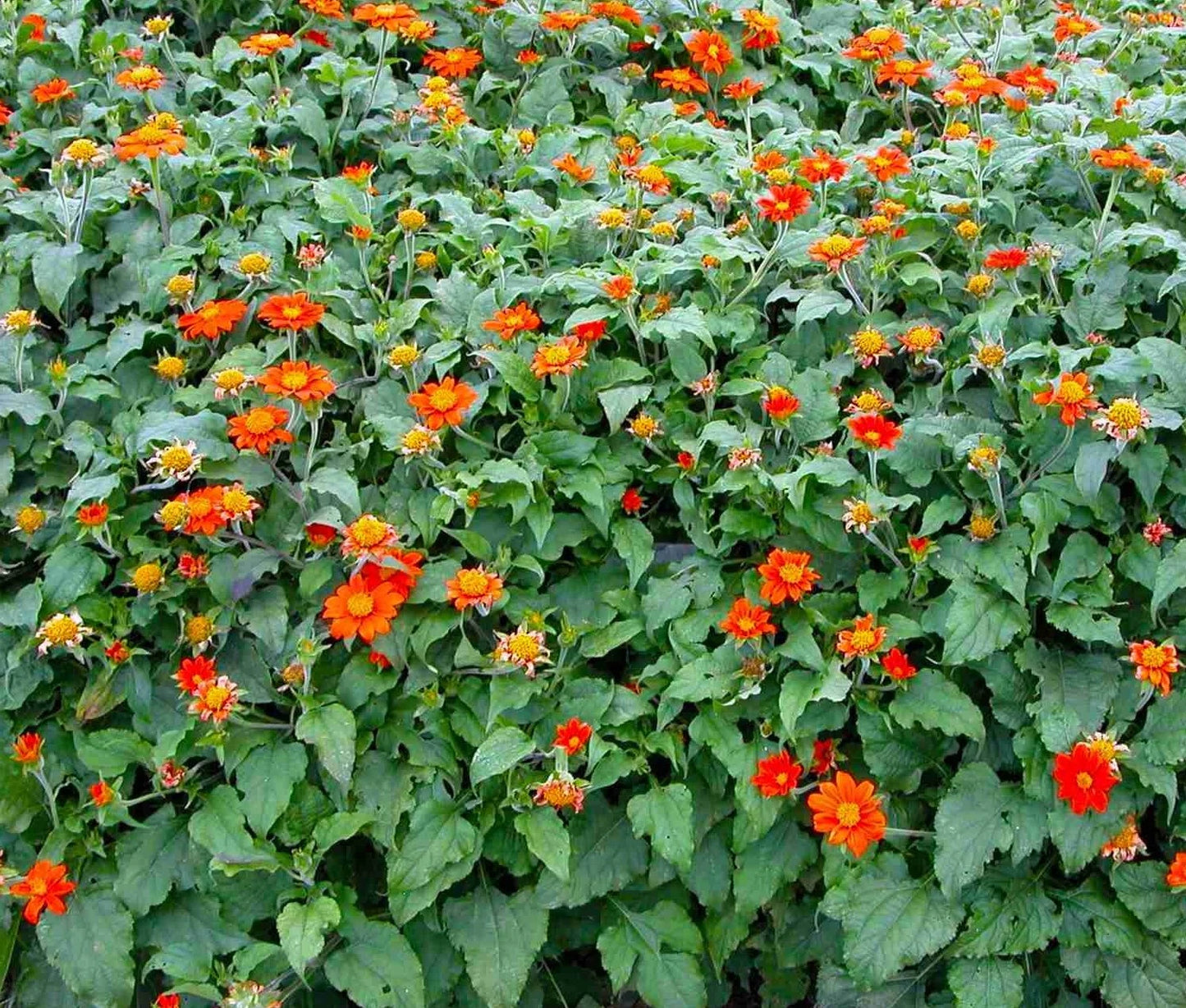 Mexican Sunflower Tithonia Rotundifolia – Colorful Herb Flower Seeds