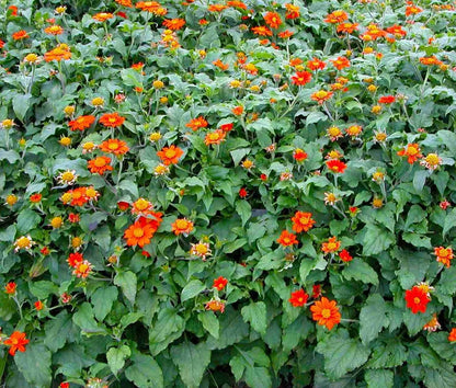Mexican Sunflower Tithonia Rotundifolia – Colorful Herb Flower Seeds