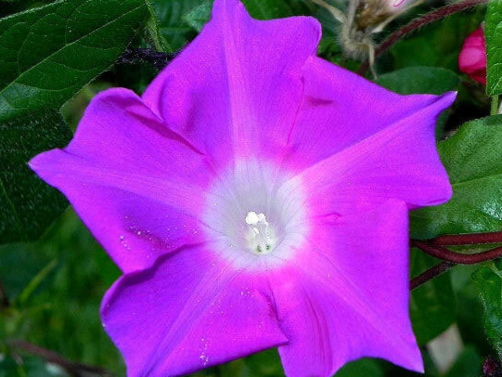Kikyo Fuchsia Japanese – Garden Flower Seeds for Planting