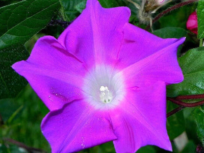 Kikyo Fuchsia Japanese – Garden Flower Seeds for Planting