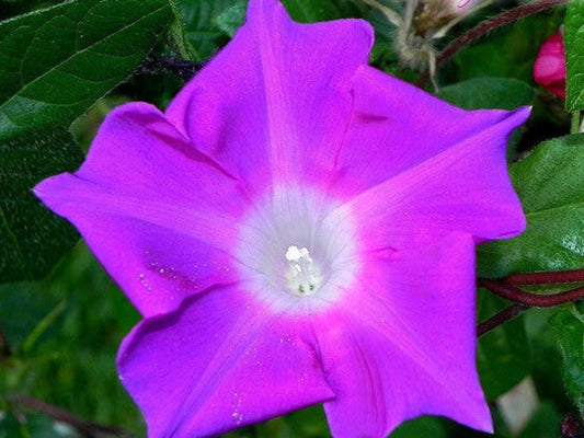 Kikyo Fuchsia Japanese – Garden Flower Seeds for Planting