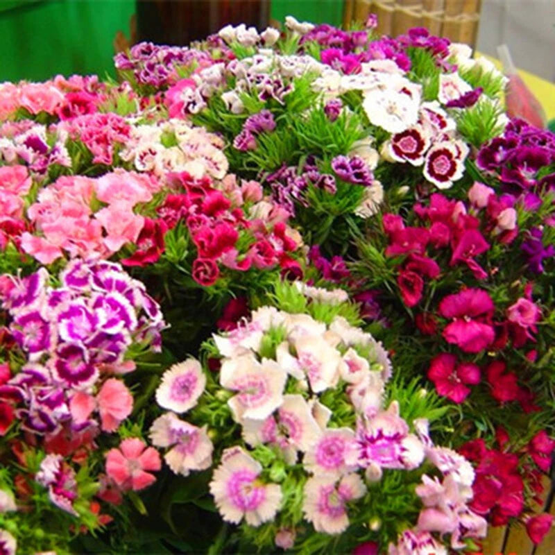 Dianthus Chinensis – Dwarf Double Flower Garden Seeds