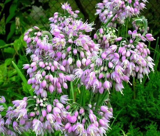 Nodding Onion Allium Cernuum – Pink Garden Vegetable Seeds
