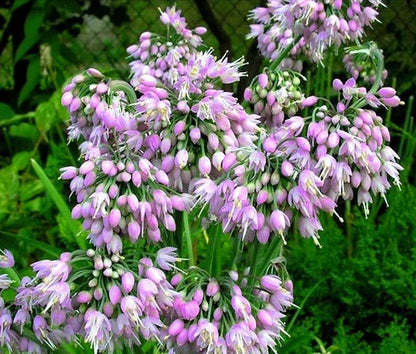 Nodding Onion Allium Cernuum – Pink Garden Vegetable Seeds
